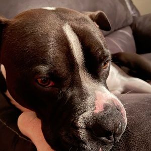 Meet your Posher, Dennis